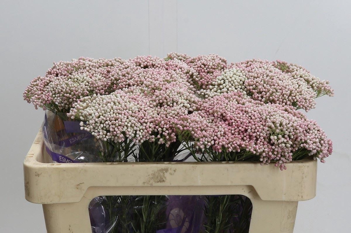 Ozothamnus  'Cooks Tall Pink'