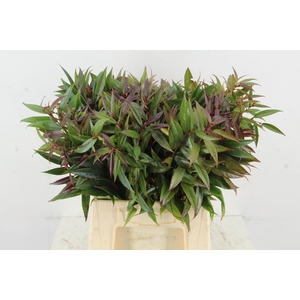 LEUCOTHOE WALTERI R 045CM