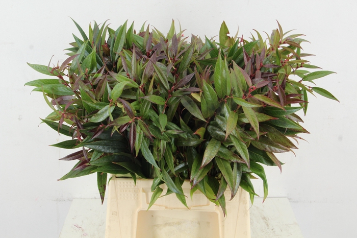 <h4>LEUCOTHOE WALTERI R 045CM</h4>