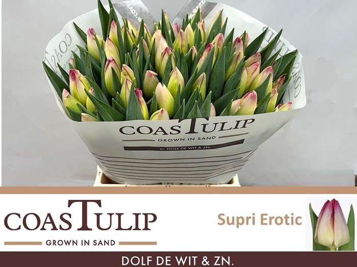 <h4>TU EN SUPRI EROTIC</h4>