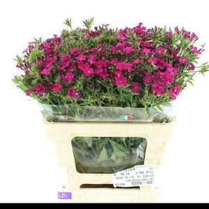 DI BARB AMAZON CHERRY
