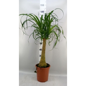 Beaucarnea recurvata