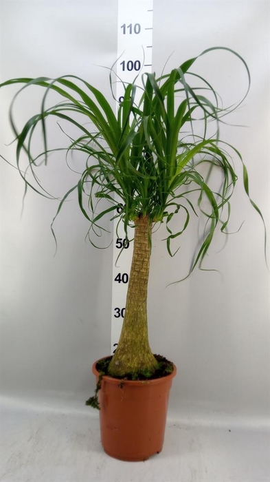 <h4>Beaucarnea recurvata</h4>