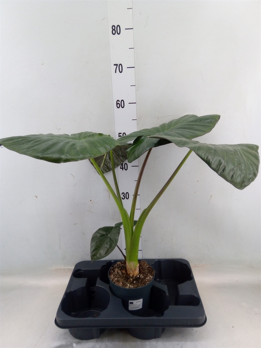 <h4>Alocasia   ...</h4>