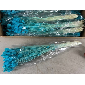 DF Phalaris Bs Turquoise 100g