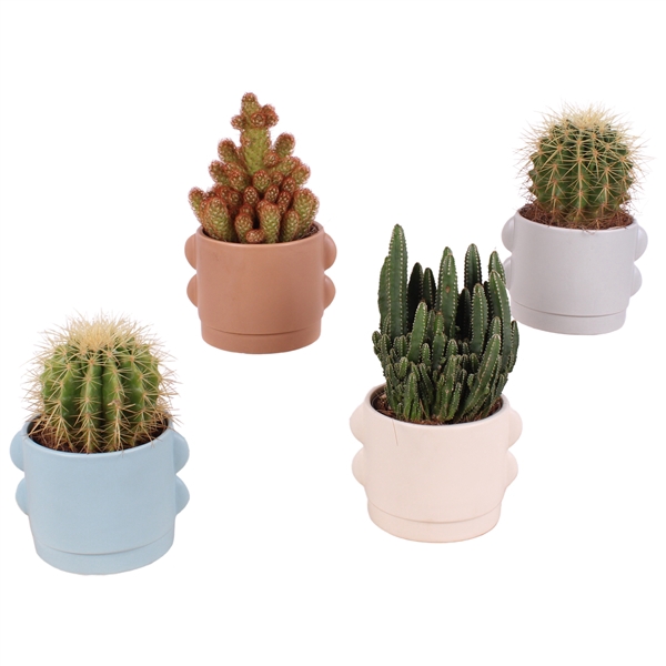 <h4>Cactus mix 3 Species Ø12cm in Ø16cm Ceramic SE496</h4>