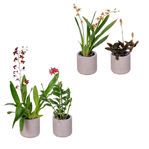 1 tak mix in een stenen pot