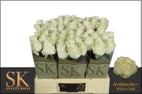 <h4>R Gr Avalanche White Super Sk</h4>