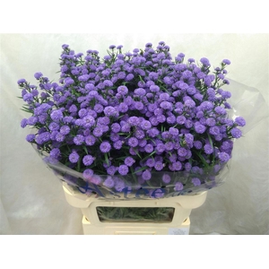 Aster Astee Mini Baby Blue