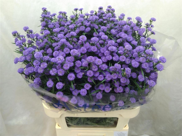 <h4>Aster Astee M Baby Blue</h4>