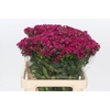 Dianthus Br Amazon Neon Cherry