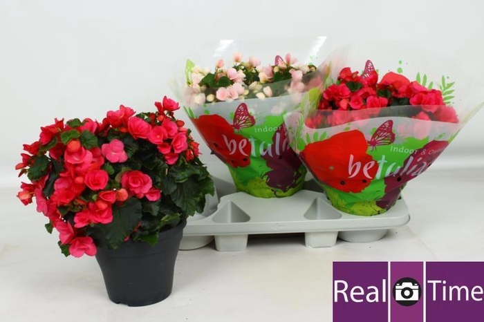 <h4>BEG EN BETULIA GEM</h4>