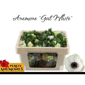 Anem Marianne Panda White