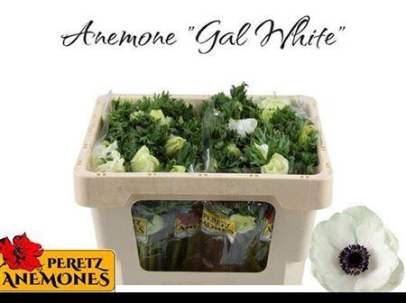 <h4>Anem Marianne Panda White</h4>