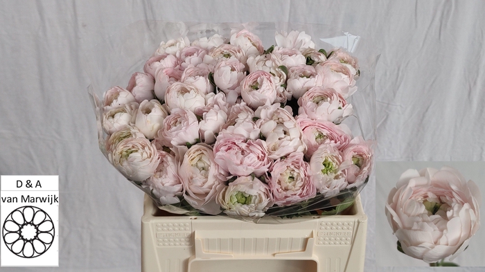 <h4>RANUNCULUS OV</h4>