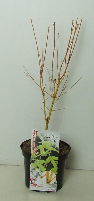 <h4>Acer palmatum 'Bi Hoo' P19</h4>