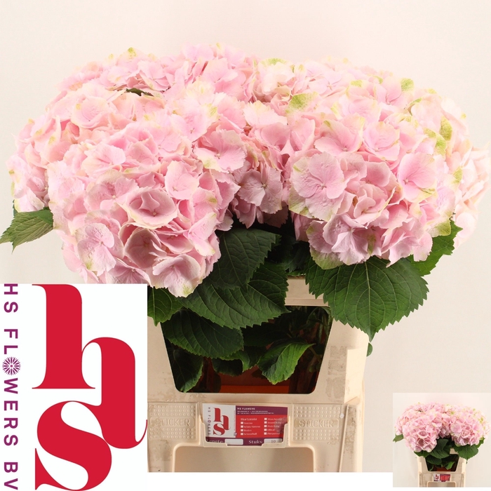 <h4>HYDR M CH VERENA</h4>
