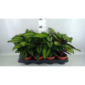Calathea  'Beautystar'