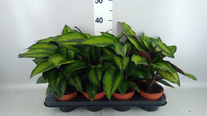 <h4>Calathea  'Beautystar'</h4>