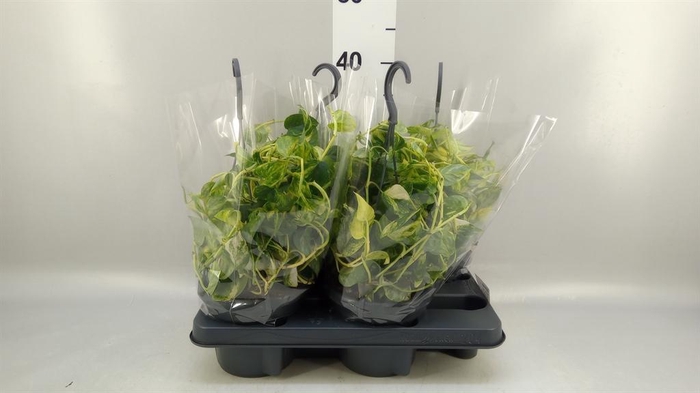 <h4>Epipremnum   ...</h4>