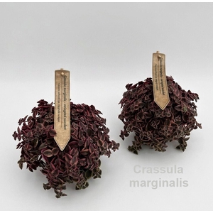 Crassula marginalis