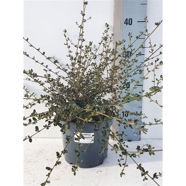 <h4>Ceanothus 'Blue Sapphire'</h4>