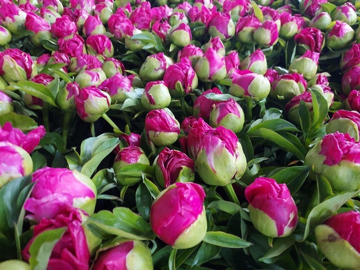 <h4>Paeo Paula Fay</h4>