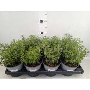 Origanum majorana