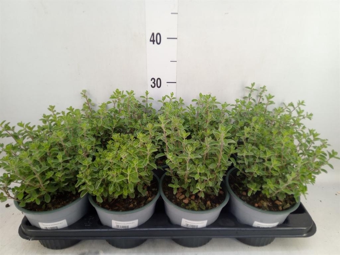 <h4>Origanum majorana</h4>