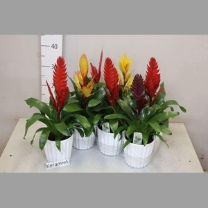 ARR BROMELIA