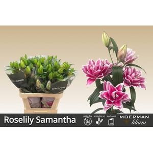 LI OR DU RL SAMANTHA