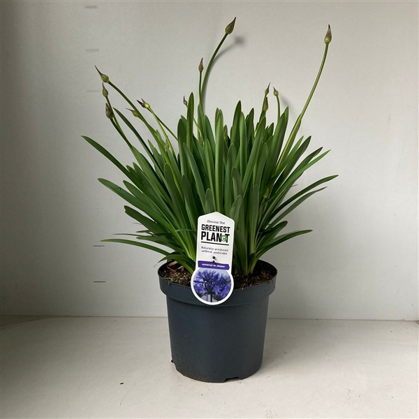 Agapanthus 'Dr Brouwer'