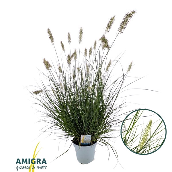 Pennisetum alopecuroides Little Hameln®