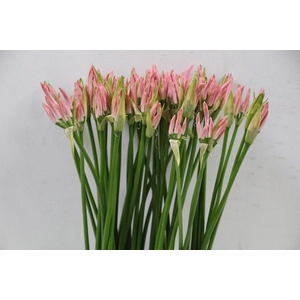 Nerine light pink