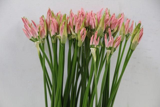 <h4>Nerine light pink</h4>