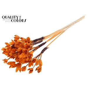 Bakuli On Stem Bleached Orange