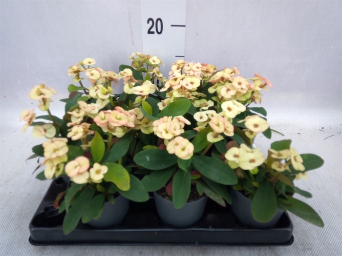 <h4>Euphorbia milii   ...</h4>