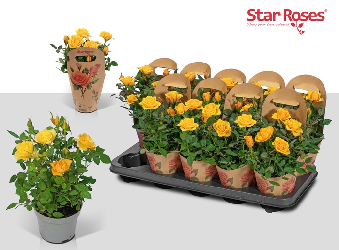 <h4>RO SUNNY STAR</h4>