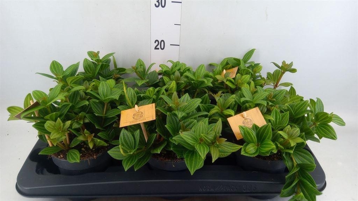 <h4>Peperomia</h4>