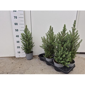 PICEA GL CONICA