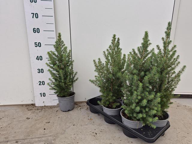 <h4>PICEA GL CONICA</h4>