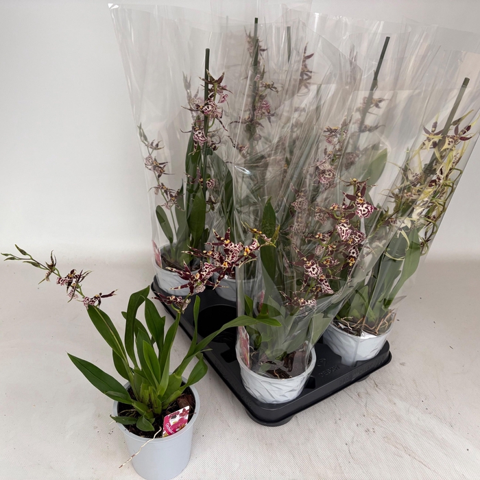 <h4>BRASSIA SUMMER DREAM</h4>