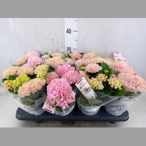 Hydrangea mac. 'Magical Revolution'