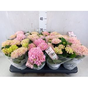Hydrangea mac. 'Magical Revolution'