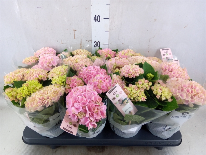 <h4>Hydrangea mac. 'Magical Revolution'</h4>