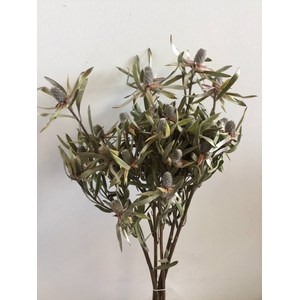 DRIED FLOWERS - LEUCADENDRON 5PCS