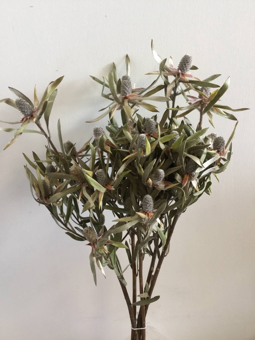 DRIED FLOWERS - LEUCADENDRON 5PCS