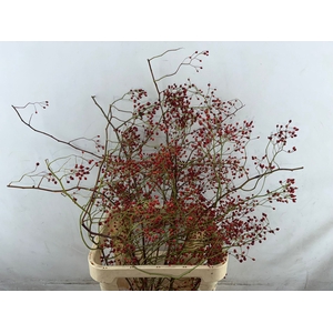 Rozenbottel Corallo Rosefruits