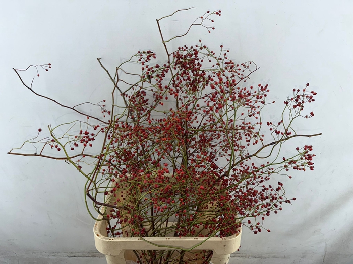 <h4>Rozenbottel Corallo Rosefruits</h4>