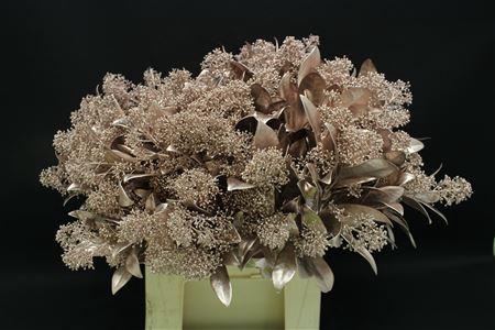 <h4>Skimmia Champagne</h4>